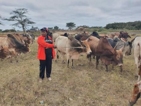 File Photo of Wavinya Ndeti Rearing a Herd of Cattle