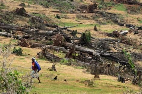 Felled indigenous trees in the Maasai Mau Forest in Kipchoge, Narok County. The Mau forest is a source of crucial rivers, which feed Lake Victoria, the source of the Nile.