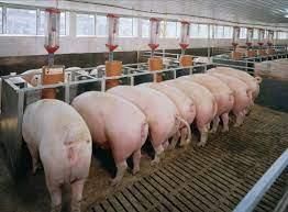 Piglets feeding inside a pig parlor.
