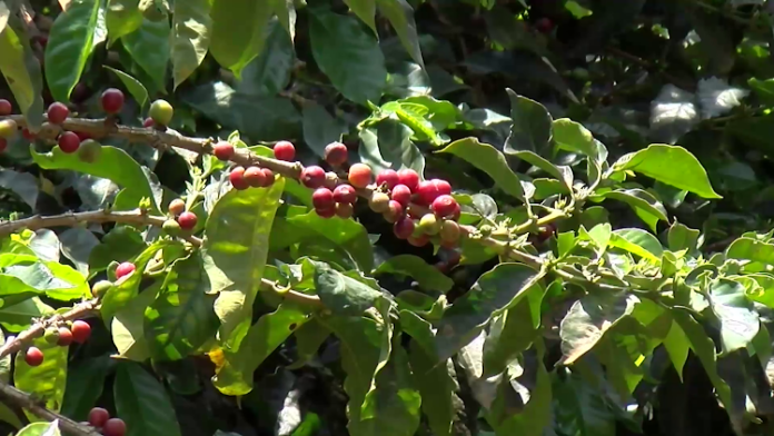 A coffee farm in Murang'a county